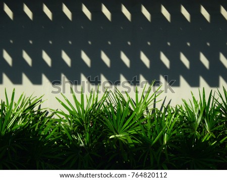 green palm leaf of tree with wall in garden