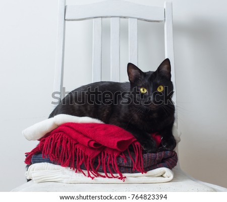 black cat with winter clothes on a chair