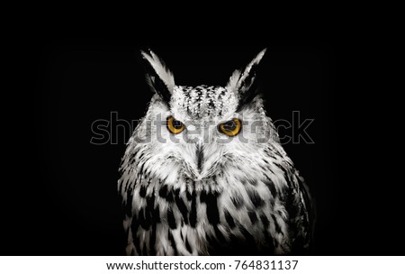 Stranger watching real white owl face to catching in dark background. Owl is animal symbol of knowledge and lucky in nature. Hypnotise owl eyes to watching.