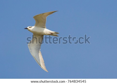 Tern Flying on blue sky background.
