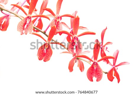 close up orchid flower isolate on white background