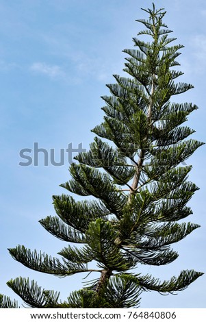 spruce tree sky