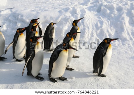 Group of King penguins walking on the snow in winter season ,Hokkaido,Japan.