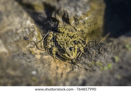 The green frog sits on the shore of the pond.