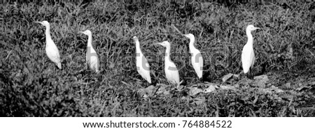 White storks ! City - Jabalpur, Country - India, State - MP, Date - 22.11.2017. Black and white photo of several stocks standing and having a conversation. 