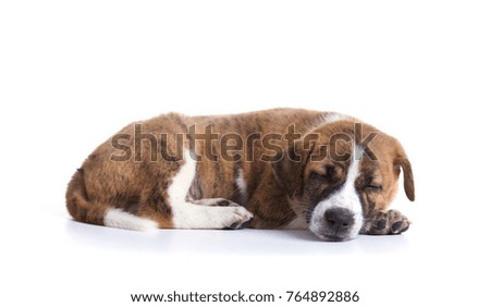 
Cute Puppy with paws over  - isolated over a white background
