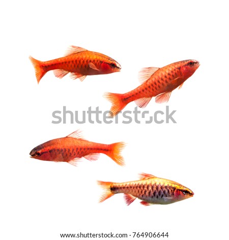 Cherry barb male fishes isolated on white. Tropical freshwater aquarium Puntius titteya belonging to the family Cyprinidae.