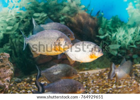 Piranhas closeup aquarium