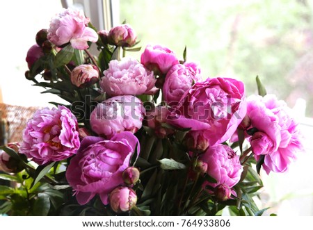 bouquet terry bright very much  
big pink colors of peonies as a gift to the girl in June
