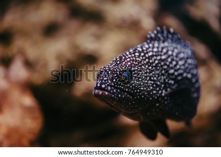Cephalopholis Argus with bright blue eyes and spotted skin floats against the background of stones.