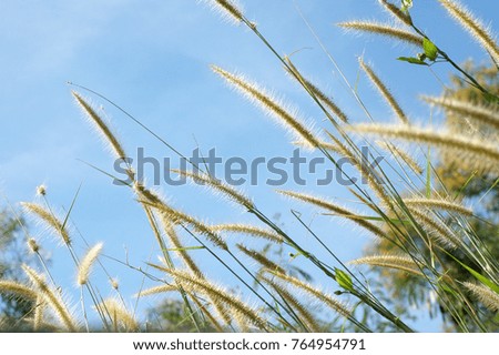 Grass Flower and Clear Sky