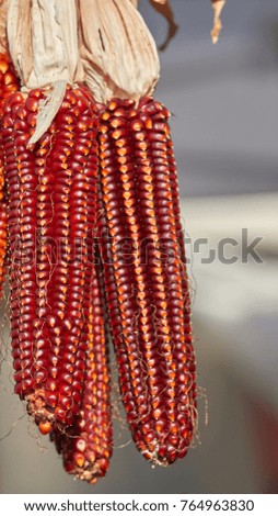 hanging red cob in the farm