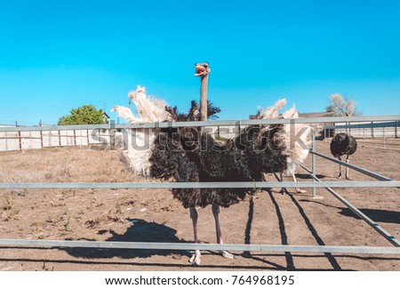 Poultry farm. African ostriches in the cage