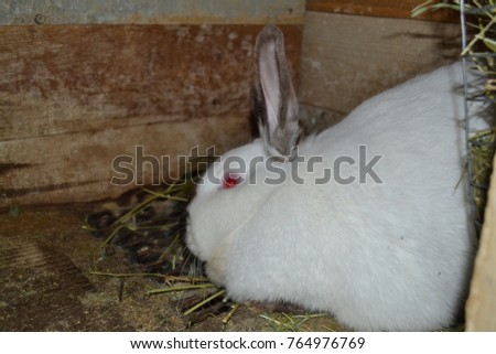 Rabbit. Oryctolagus. House. Farm. White Rabbit. Dark ears, paws and tail. Red eyes. The breed is Californian. Rabbits. Farming. Horizontal photo