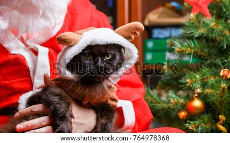 Picture of black cat in deer suit at Santa's arms