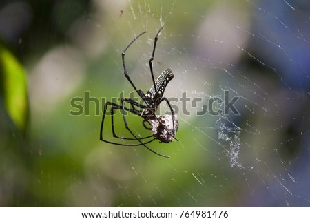 Big spider in forest eat insect on the fiber.