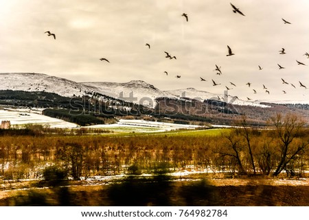 Bird migration during winter time with  beautiful nature landscape of Scotland.