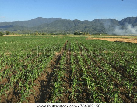 The field of corn with mountain.