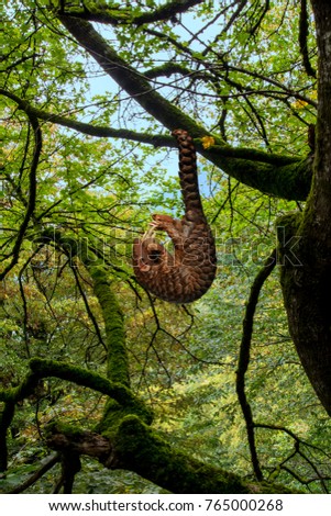Pangolin (Manis javanica) hanging on the tail in the forest Royalty-Free Stock Photo #765000268