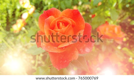 Orange large rose in the garden - close. With dew drops on the petals. The rays of the sun in the frame