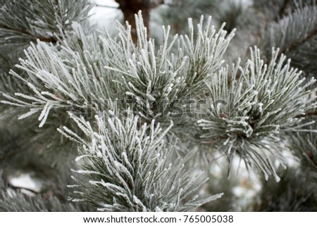 green pine branches covered with frost
