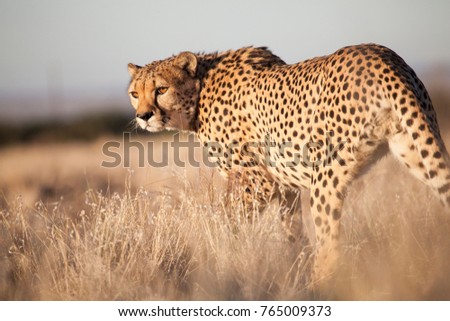 Cheetah, this beautiful picture was taken in the warm morning light while laying in the grass at approximately 6 meters from this proud animal
