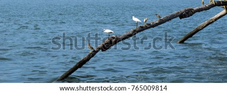 white birds by the sea
