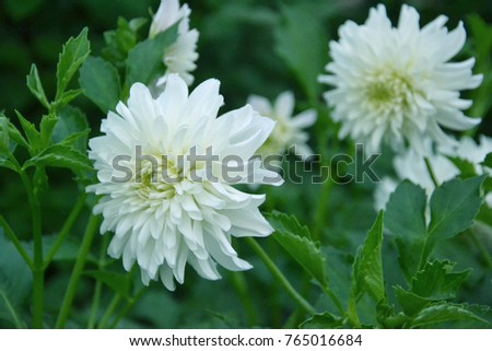 White aster, a horizontal picture