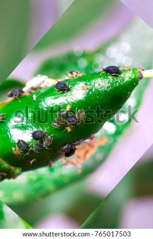 aphids insect pest plants close-up adult black insects on a pepper fruit