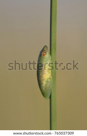 Small green reed frog holding onto grass reed, Okavango Delta, Botswana, Africa