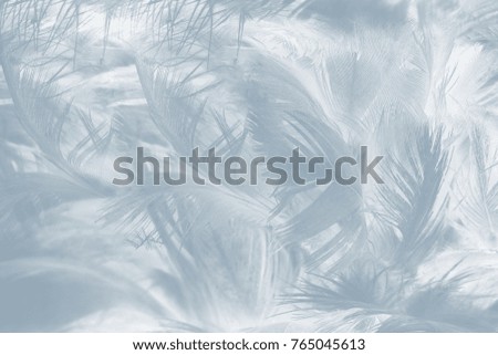 Beautiful Baby blue colors tone feather texture background ,trends color 2018 