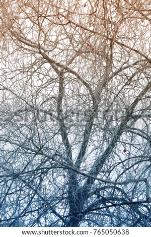 Winter branches background