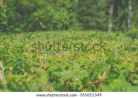 a fence of shrubs, hedge near the road