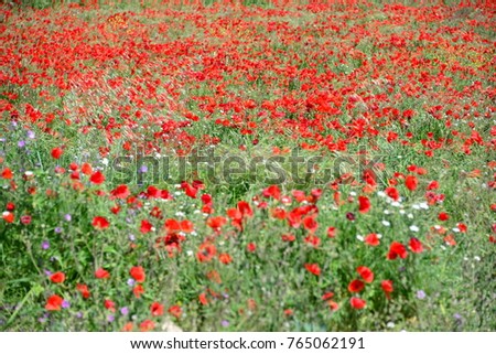 red poppies in the field, Costa Blanca - Spain