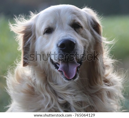 dog, golden retriver, animal, dog wallpaper