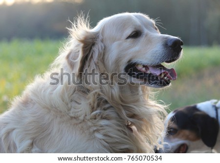 dog, golden retriver, animal, wallpaper dog