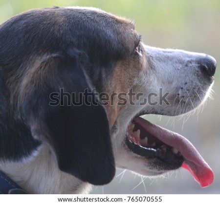 dog, golden retriver, animal, wallpaper dog