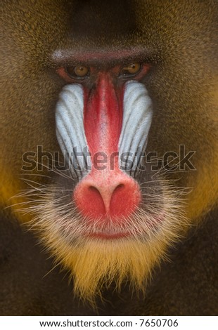 Detail of Mandrill - Colorful Face and Fur