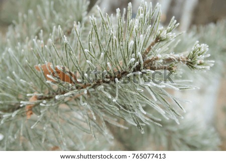 spruce with needles on needles close-up