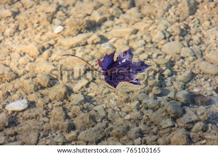 Red maple leaf floating on clear water