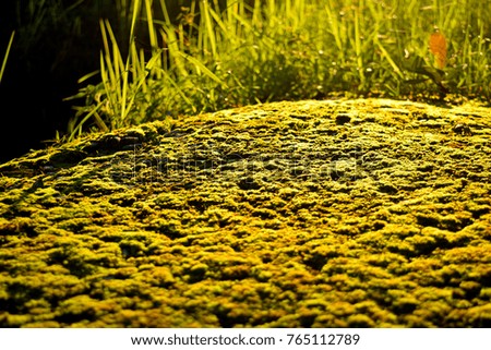 This Picture show moss field have green color at sunrise time