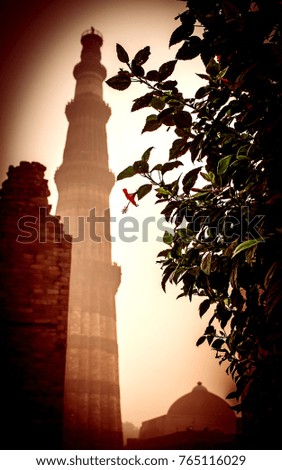 Qutub Minar, old monument from Delhi in Background with one red flower bush as a foreground