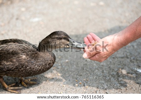 Close up image of a hand feeding a duck 