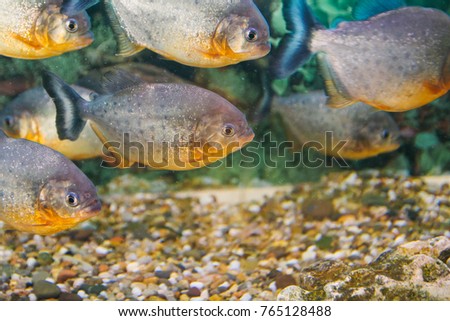 Piranha closeup aquarium photo