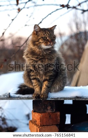 vertical portrait siberian cat in winter
