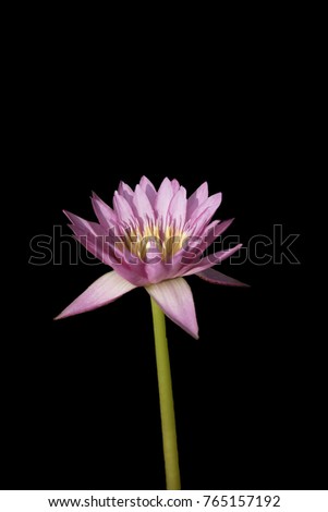 Bright colored lotus on black background, backdrop concept is wallpaper
