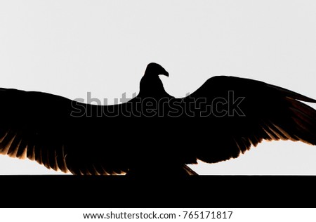 Backlite Turkey Vulture
