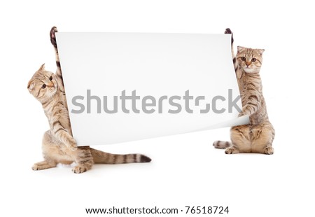 two kittens isolated with placard or banner