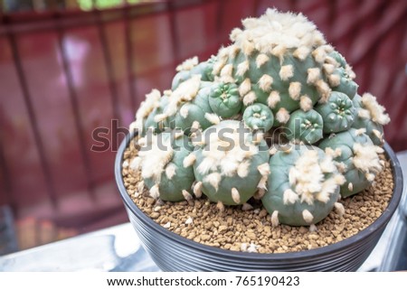 I've gathered my collection of Thailand most beautiful cactus and succulent pictures of 2017! They are truly magnificent and breath taking. 