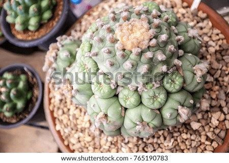 I've gathered my collection of Thailand most beautiful cactus and succulent pictures of 2017! They are truly magnificent and breath taking. 